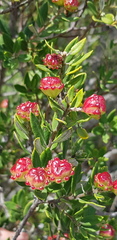 Phylica oleifolia