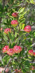 Phylica oleifolia