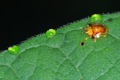 Aspidimorpha furcata