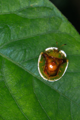 Aspidimorpha furcata