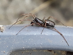 Linyphiidae