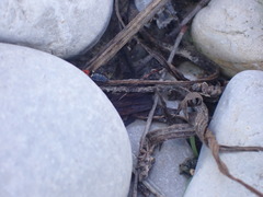 Prostemma sanguineum