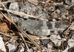 Oedipoda germanica meridionalis