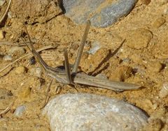 Acrida turrita