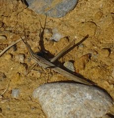 Acrida turrita