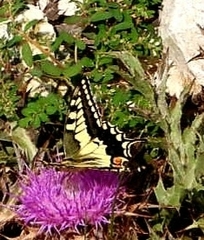 Papilio machaon