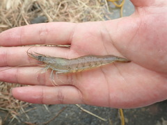 Penaeus penicillatus