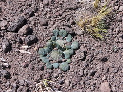 Leucocera pterocalyx