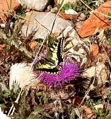 Papilio machaon