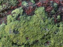 Flavoplaca citrina