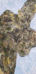 Podostemum ceratophyllum