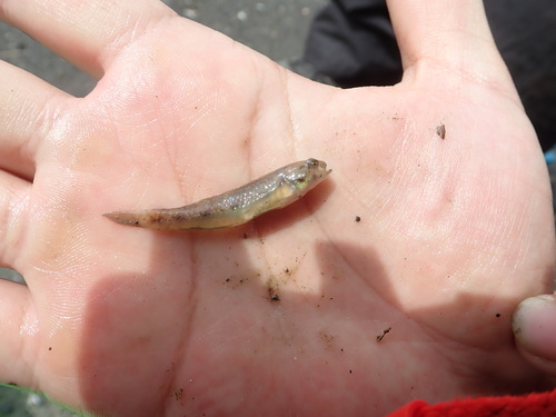 Vigan goby (Acentrogobius viganensis) — Gobiidae — 4