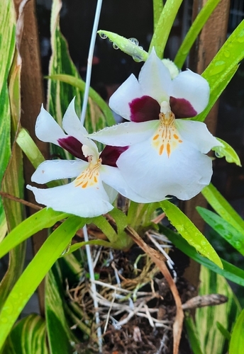 Roezl's Pansy Orchid