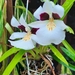 Miltoniopsis roezlii - Photo (c) Guillermo J. Fadul R., some rights reserved (CC BY), uploaded by Guillermo J. Fadul R.