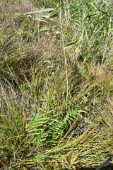 Sanguisorba parviflora