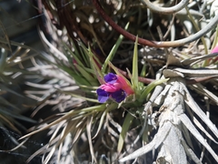 Anoplophytum