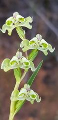 Disperis circumflexa circumflexa