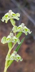 Disperis circumflexa circumflexa