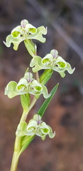 Disperis circumflexa circumflexa