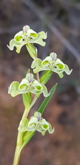 Disperis circumflexa circumflexa