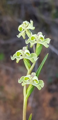 Disperis circumflexa circumflexa