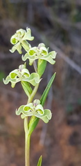 Disperis circumflexa circumflexa