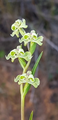 Disperis circumflexa circumflexa