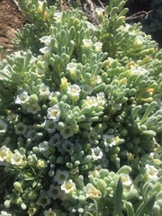 Nolana crassulifolia