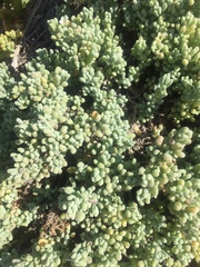 Nolana crassulifolia