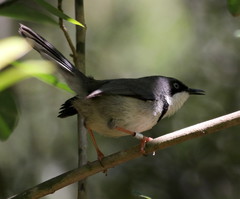 Apalis thoracica claudei