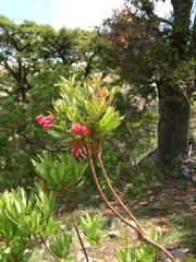 Comarostaphylis glaucescens