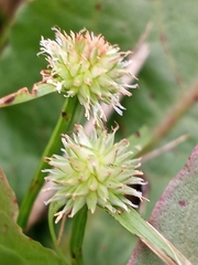 Cyperus brevifolioides