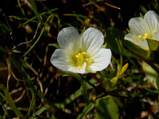 Limnanthes floccosa