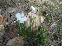 Mandevilla hypoleuca