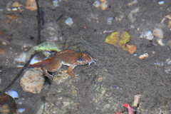 Limnonectes jarujini