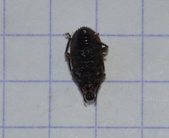 Otiorhynchus rugosostriatus