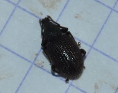 Otiorhynchus rugosostriatus