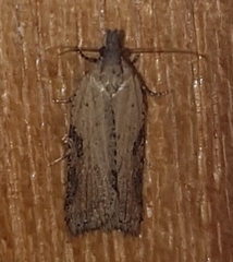 Constrictana constrictana