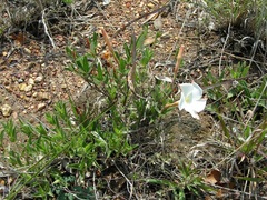 Mandevilla hypoleuca