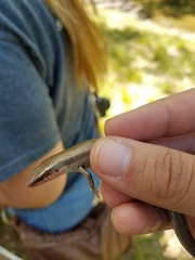 Plestiodon tetragrammus brevilineatus