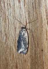 Hoplostega ochroma