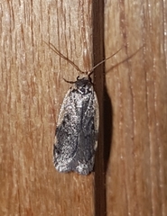 Hoplostega ochroma