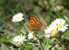 Lycaena ottomanus
