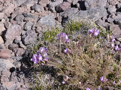 Astragalus cruckshanksii