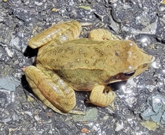 Rana dybowskii