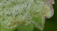 Amauromyza morionella