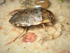 Naucoris congrex
