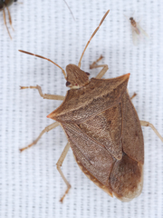 Euschistus ictericus