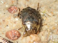 Naucoris congrex