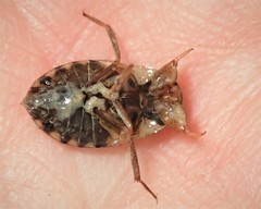 Naucoris congrex